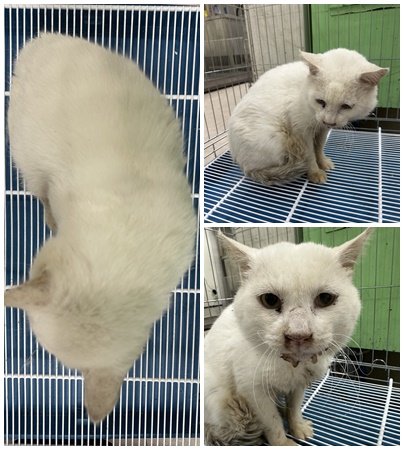 보호중 한국 고양이…