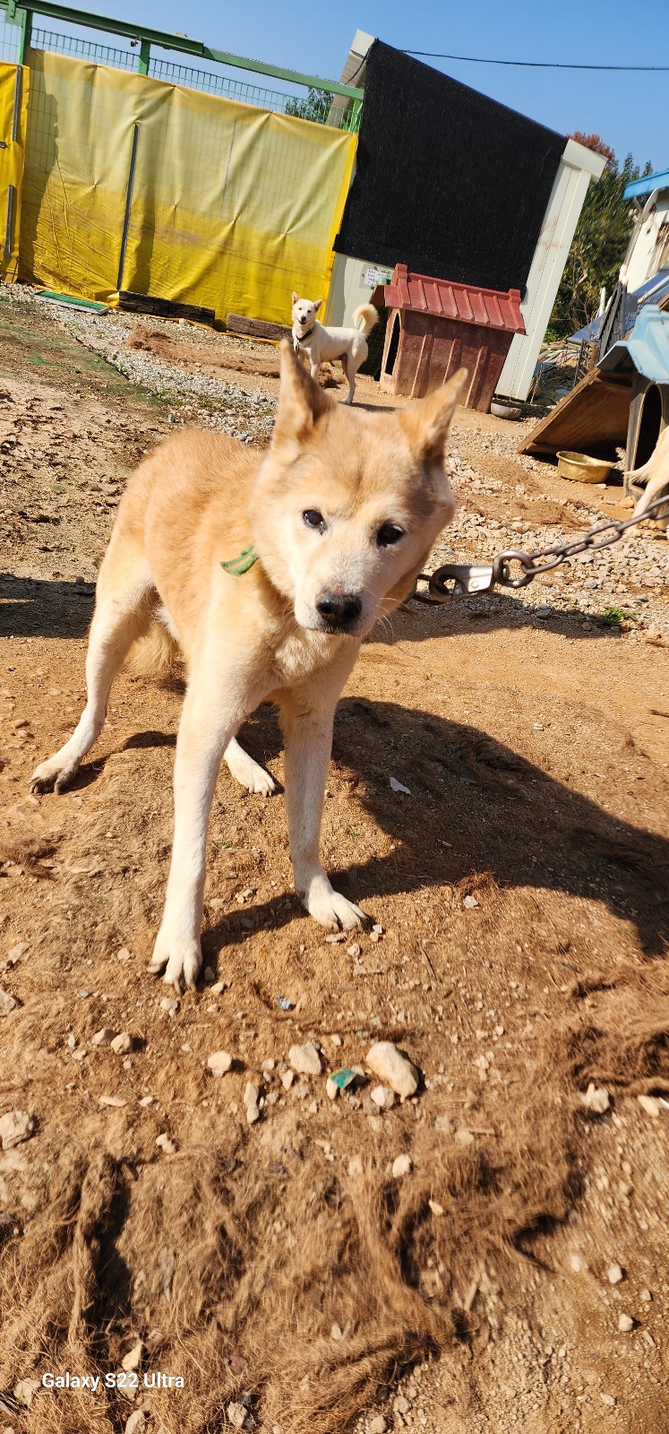 종료(반환) 믹스견…