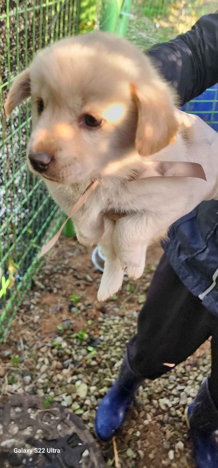 보호중 믹스견의 가…