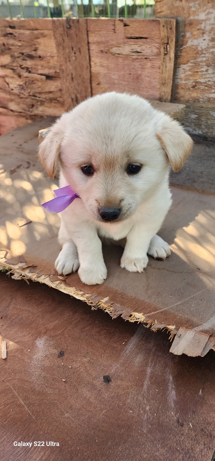 보호중 믹스견의 가…