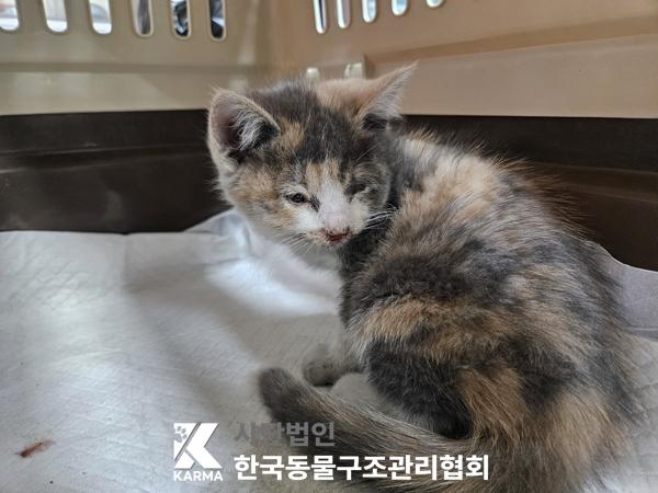 한국동물구조관리협회_411304202500586