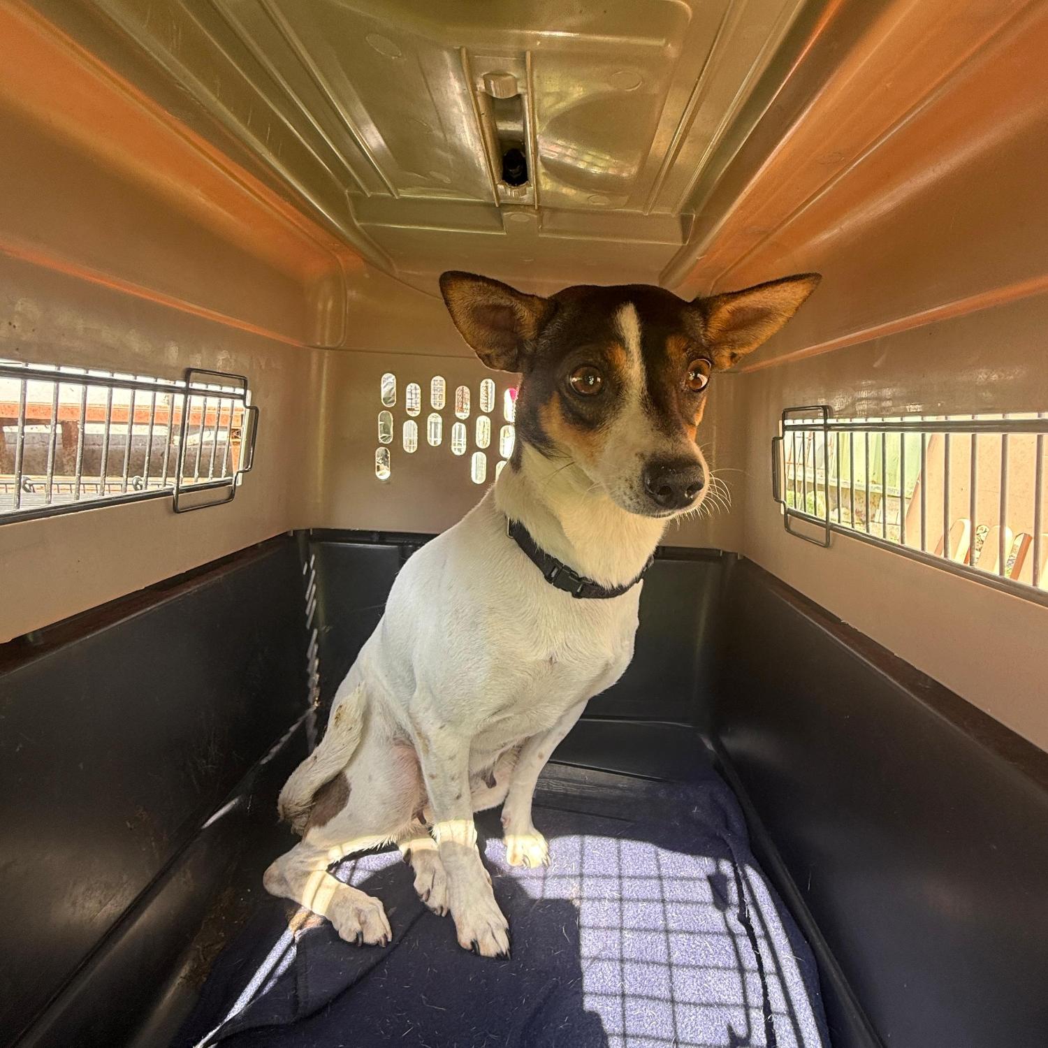 보호중 믹스견의 가…