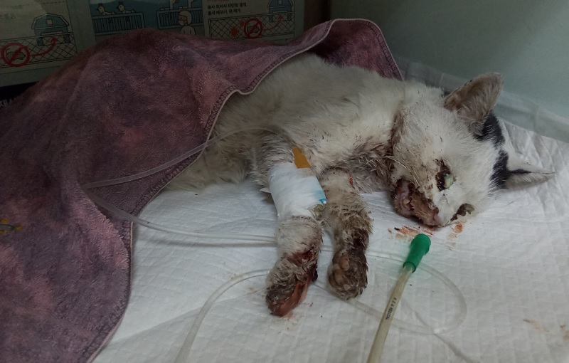 산타클라라동물병원_431369202500722