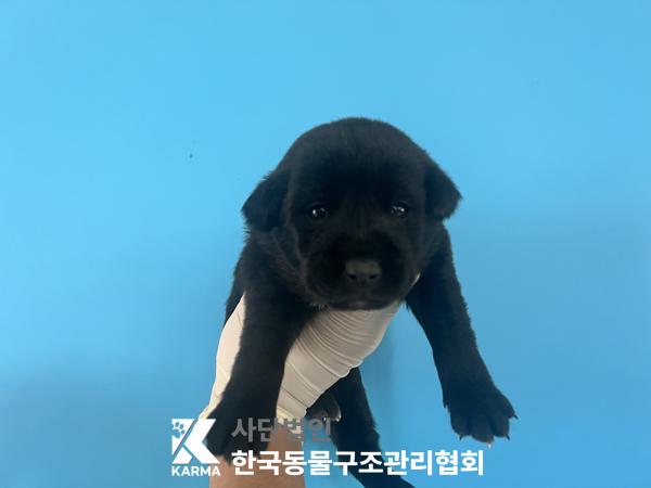 한국동물구조관리협회_441409202501601