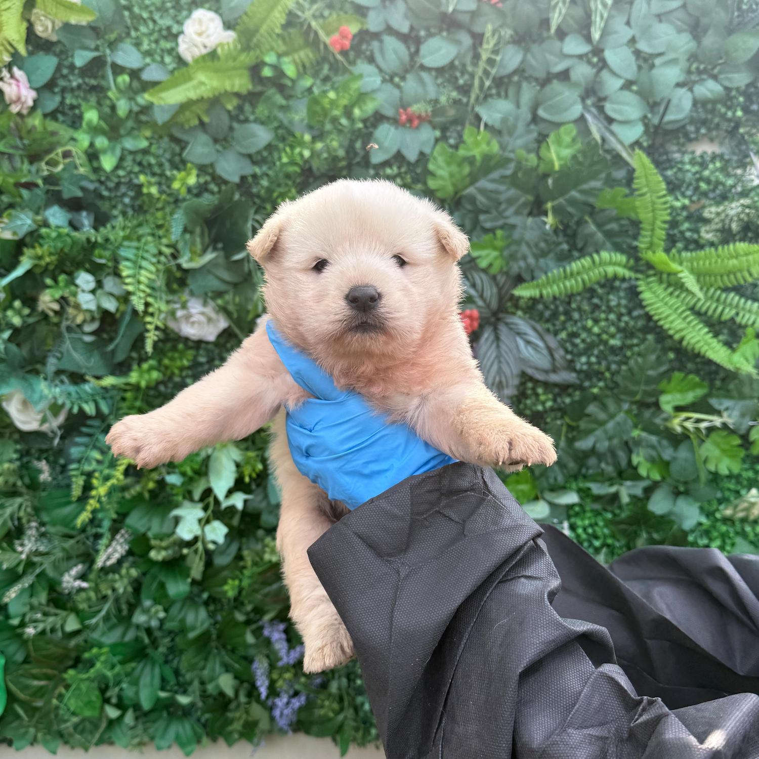 종료(자연사) 믹스…