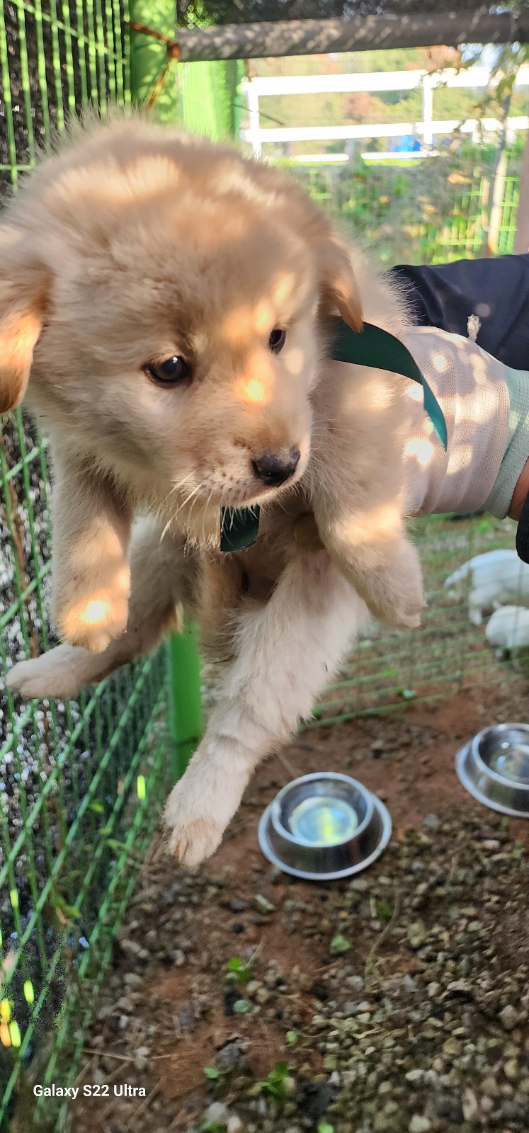 보호중 믹스견의 가…