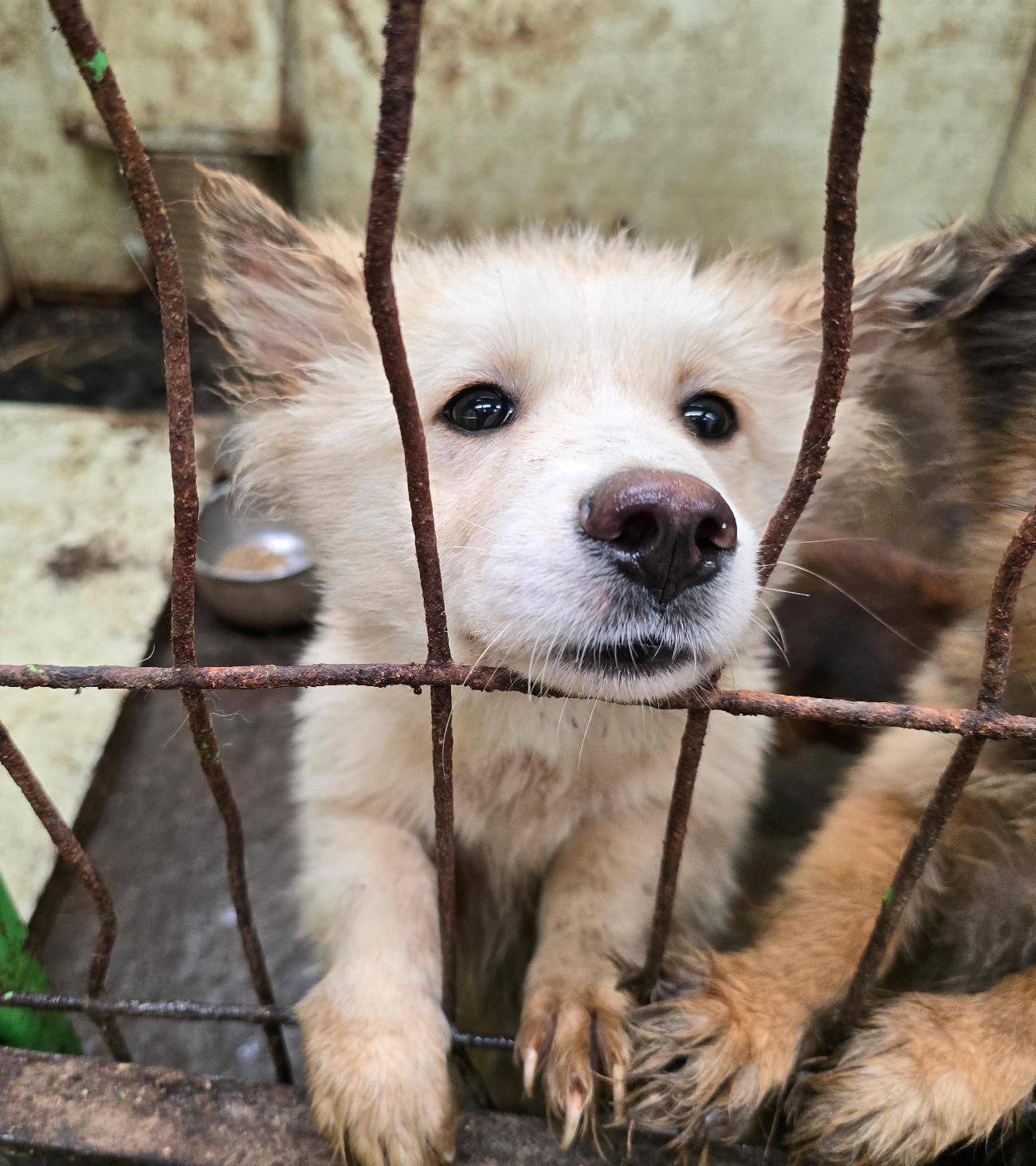 보호중 믹스견의 가…