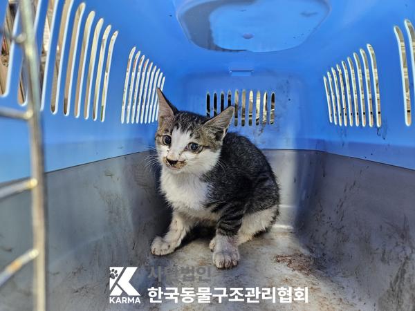 종료(안락사) 한국…