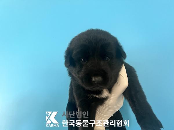 한국동물구조관리협회_441409202501602