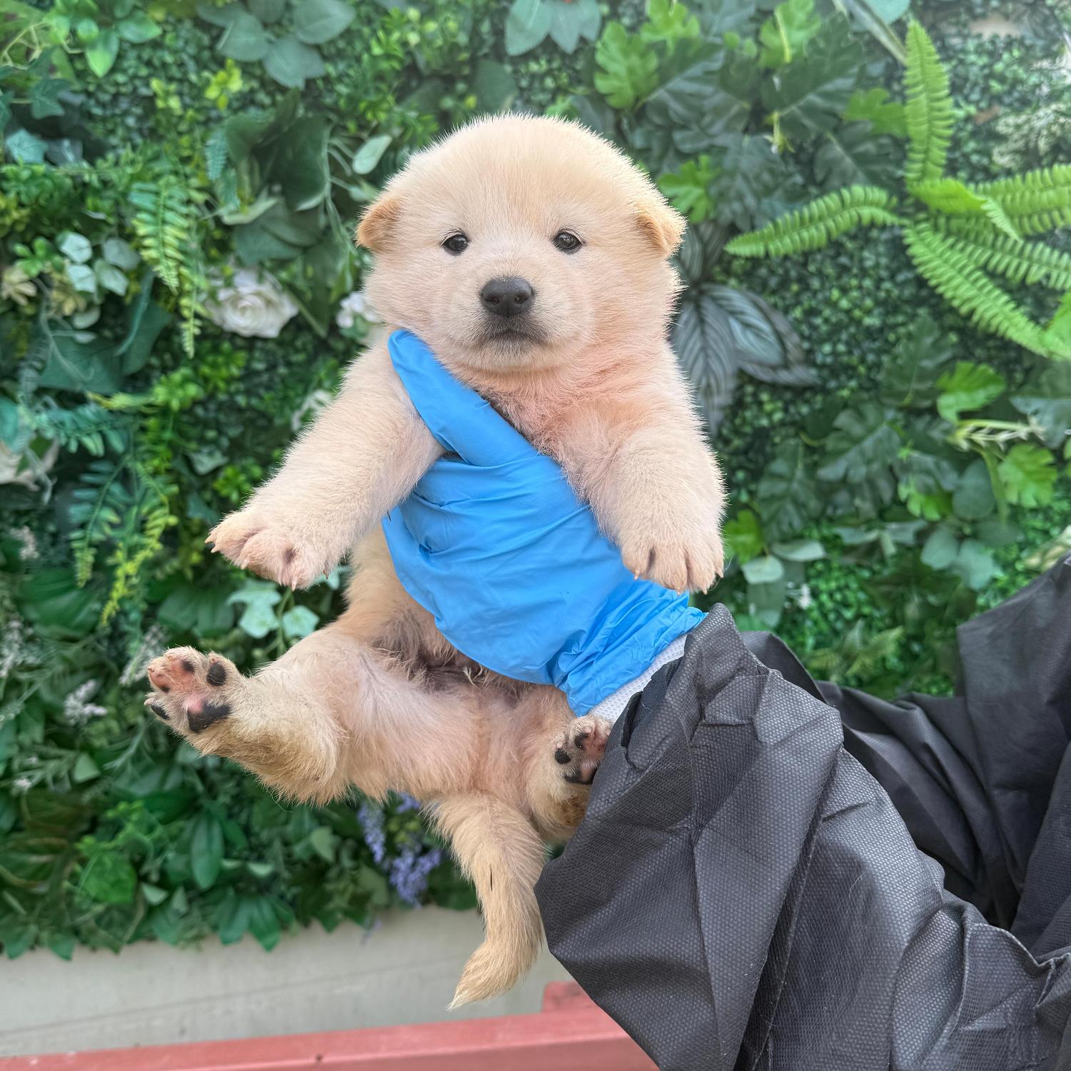 보호중 믹스견의 가…