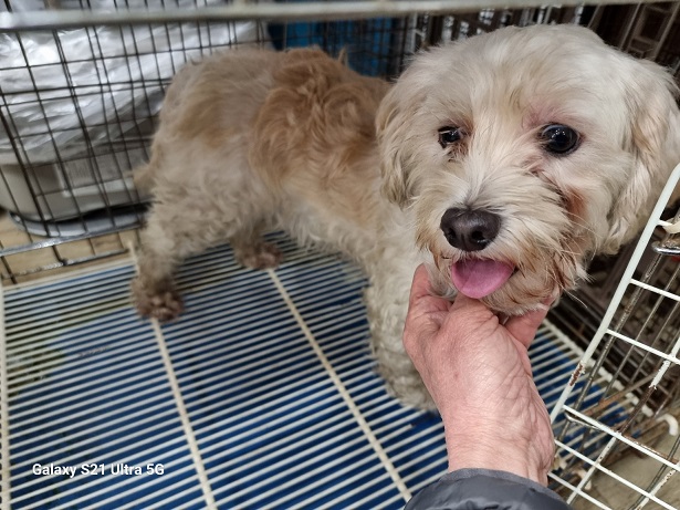 보호중 말티즈의 가…