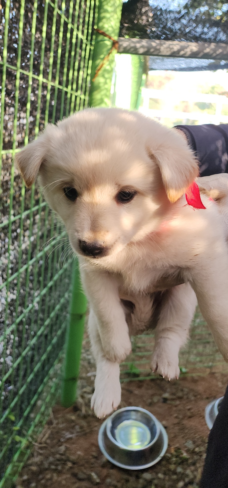 보호중 믹스견의 가…