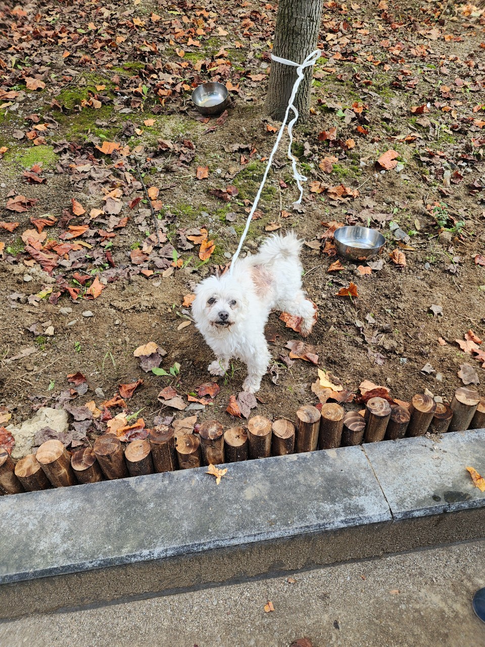 종료(반환) 말티즈…