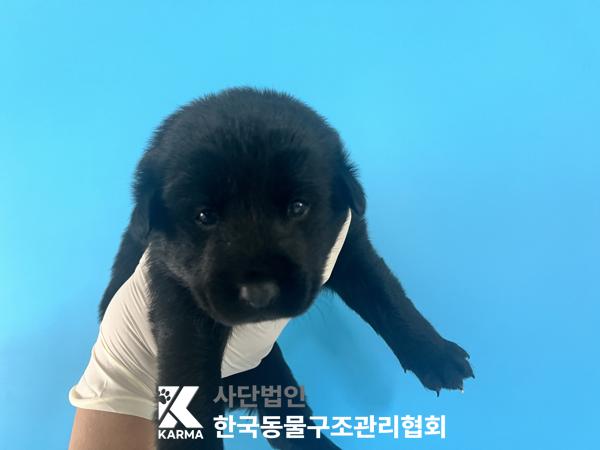 한국동물구조관리협회_441409202501604