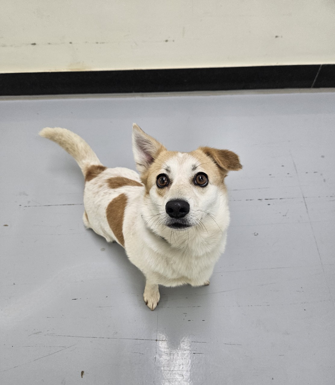 아산동물복지지원센터_444452202502131