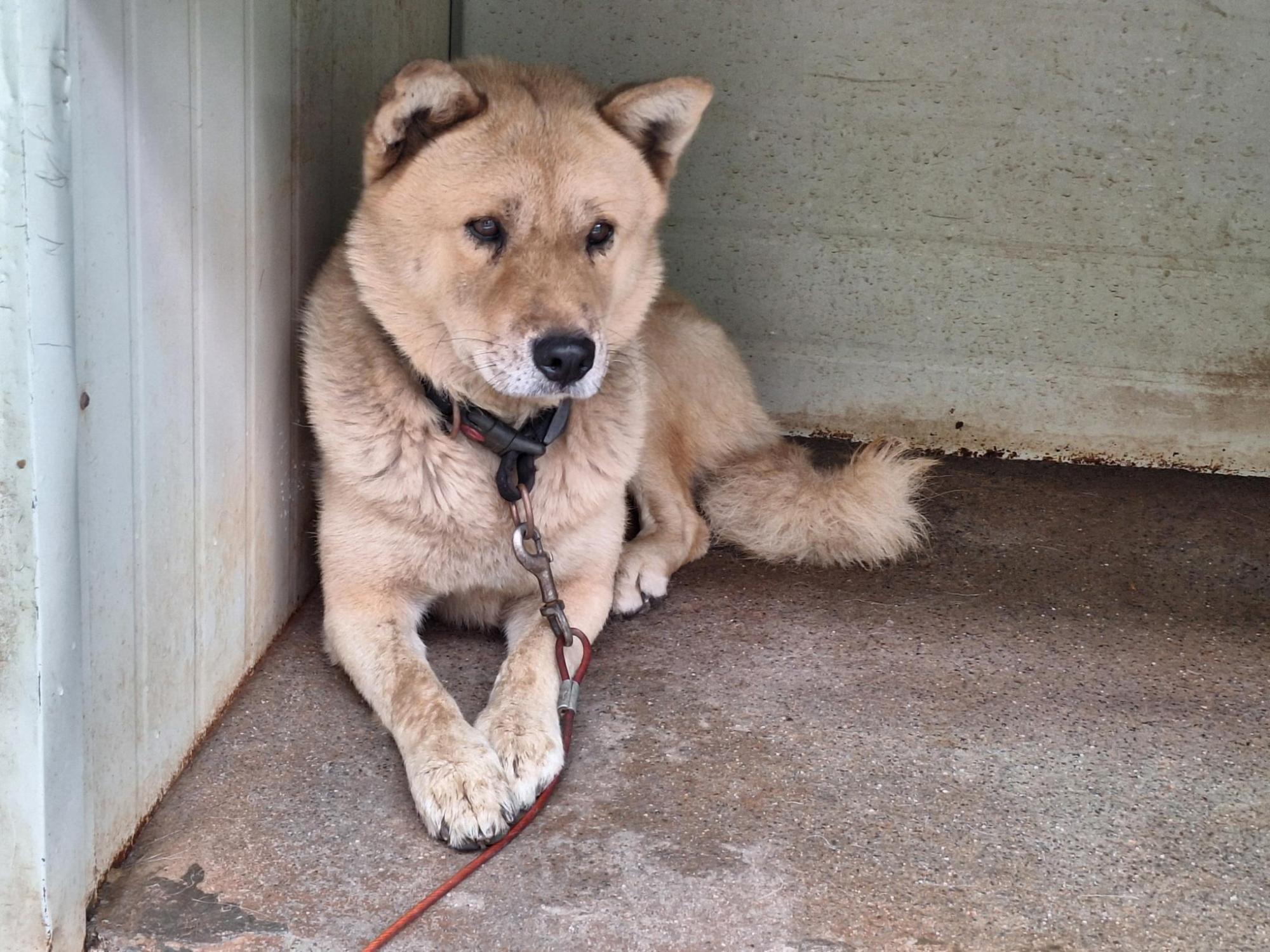 양산시 동물보호센터_448538202500704