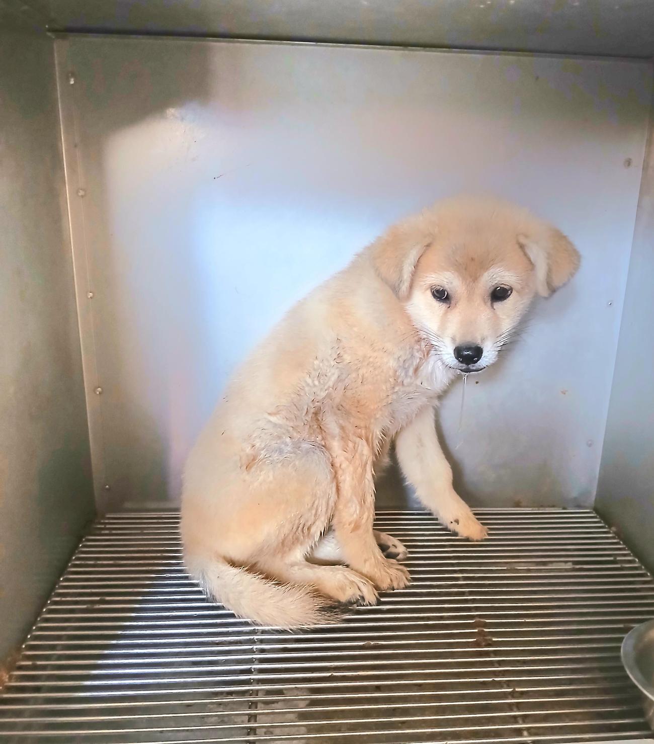 금왕동물병원_443447202501142