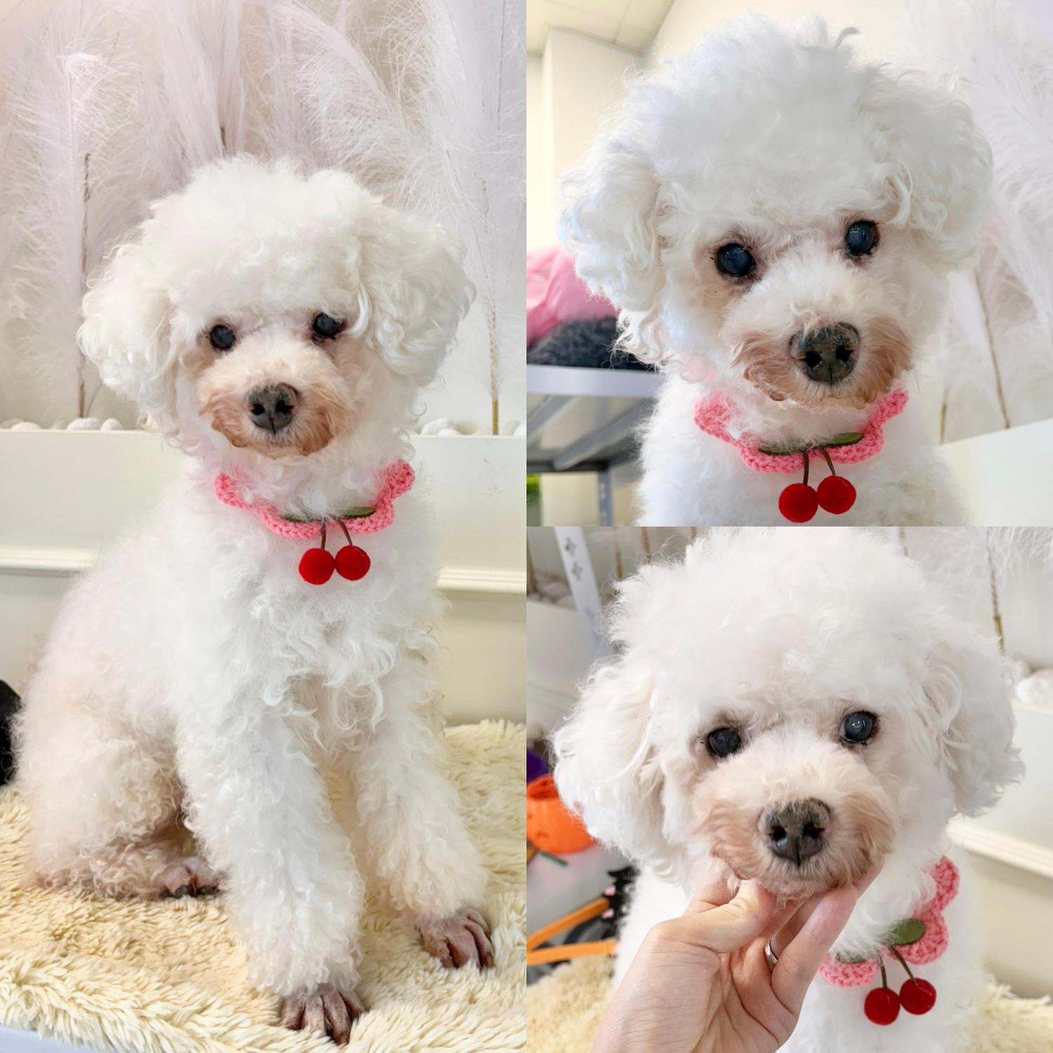 보호중 비숑 프리제…