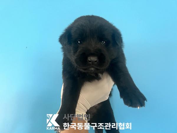 종료(안락사) 믹스…