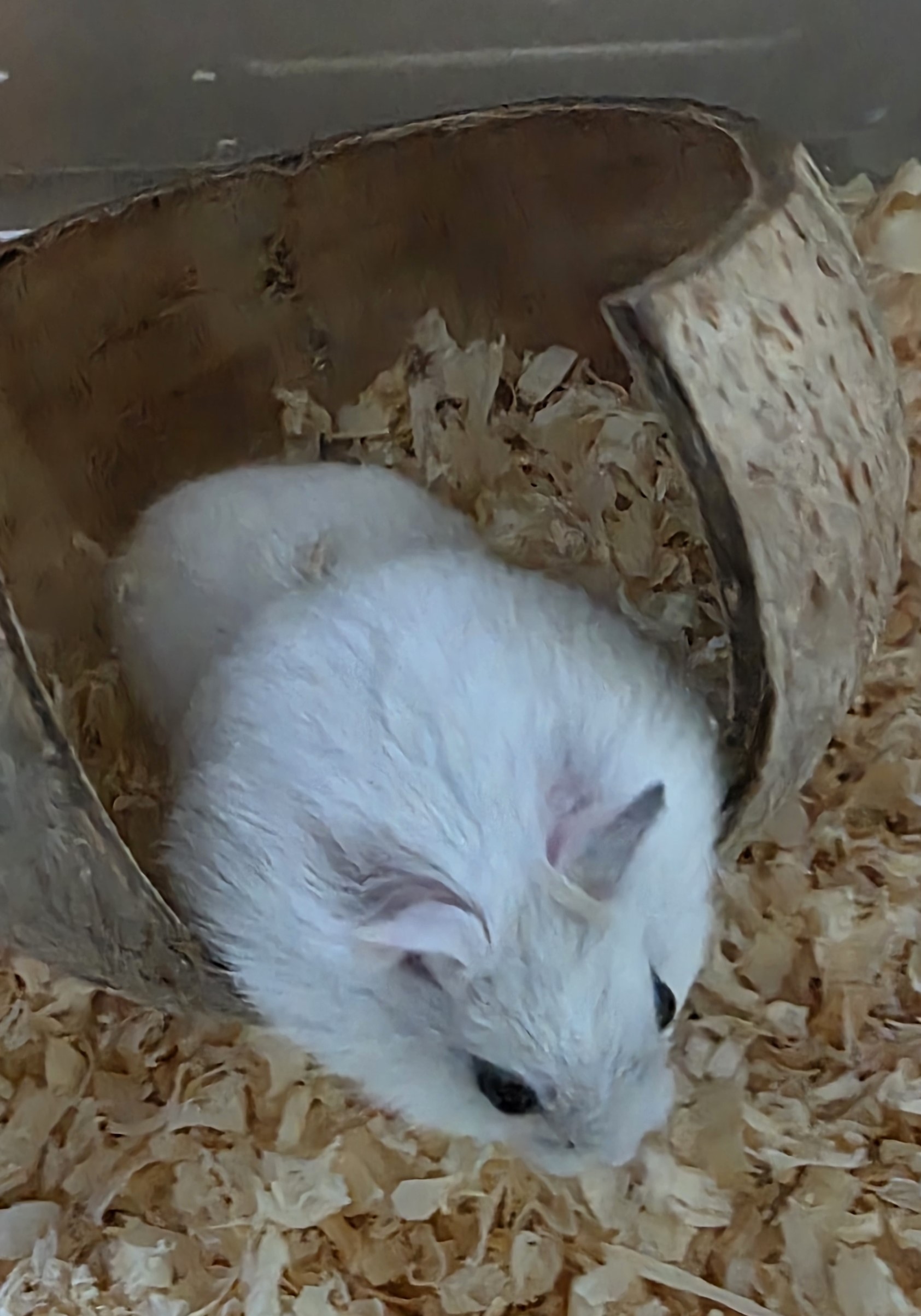 대구유기동물보호센터_427342202500852