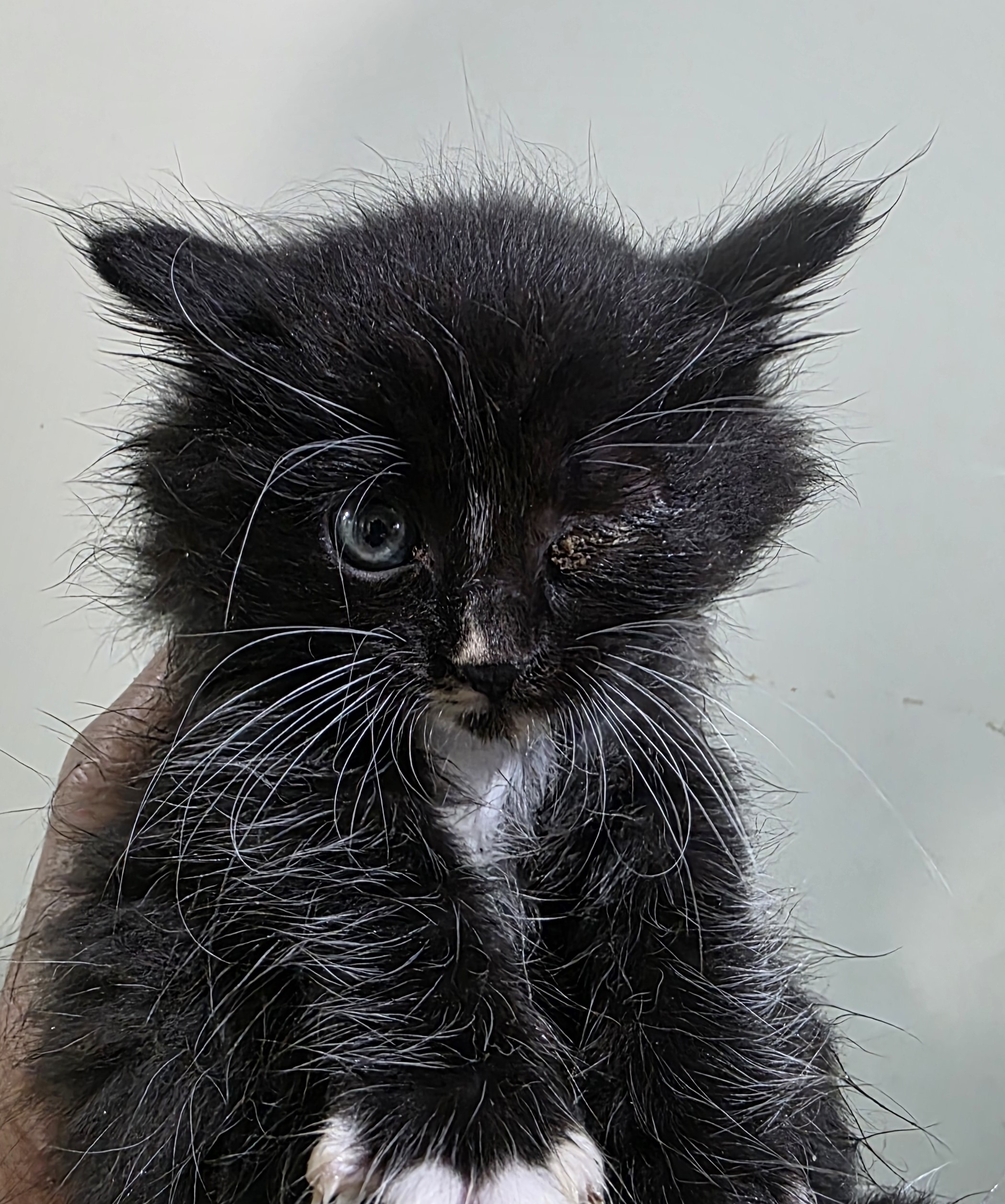 종료(자연사) 믹스…