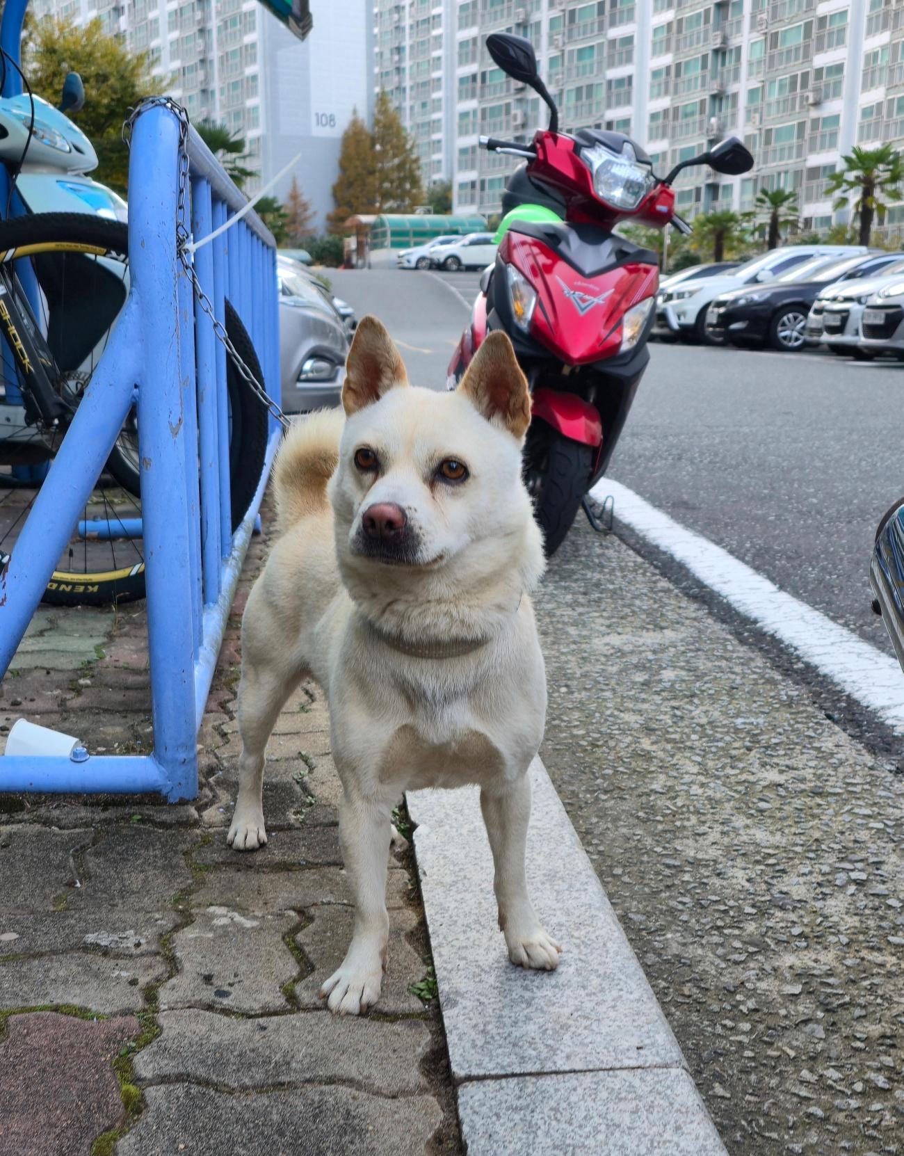 거제시동물보호센터_448537202501402