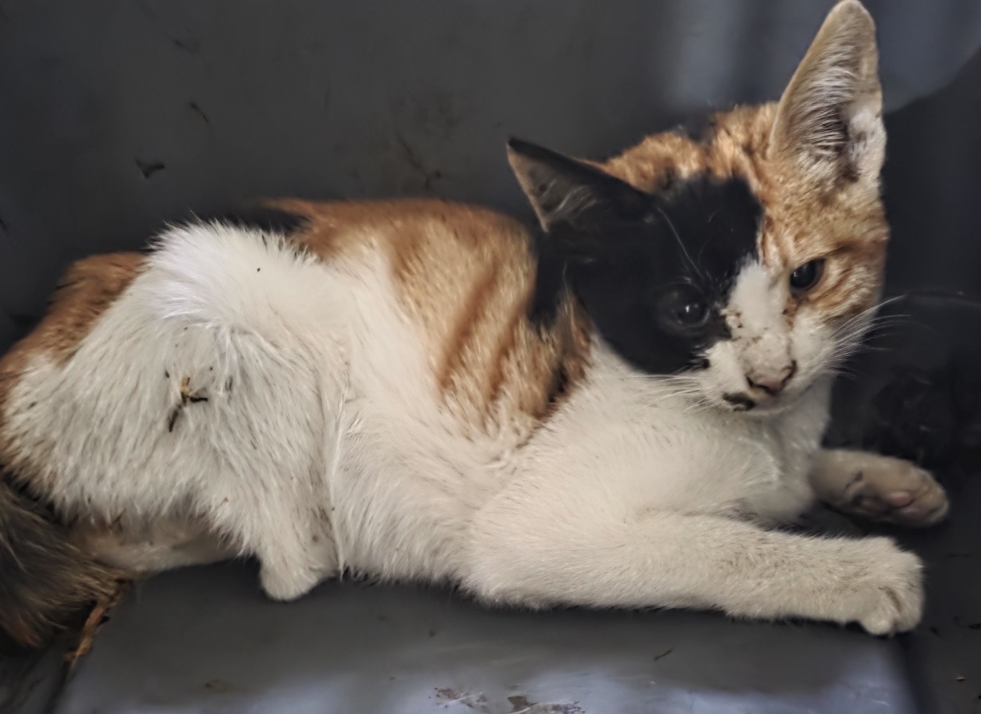 종료(자연사) 한국…