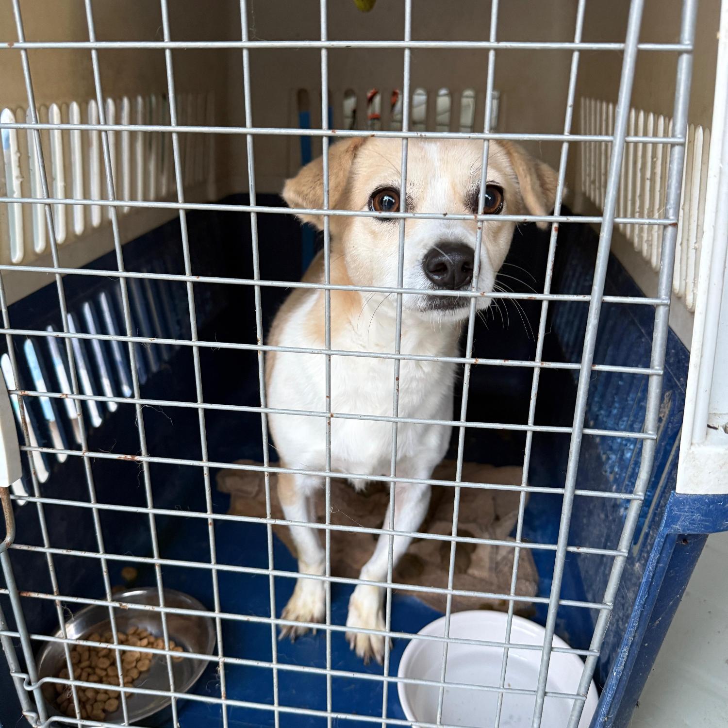 보호중 믹스견의 가…