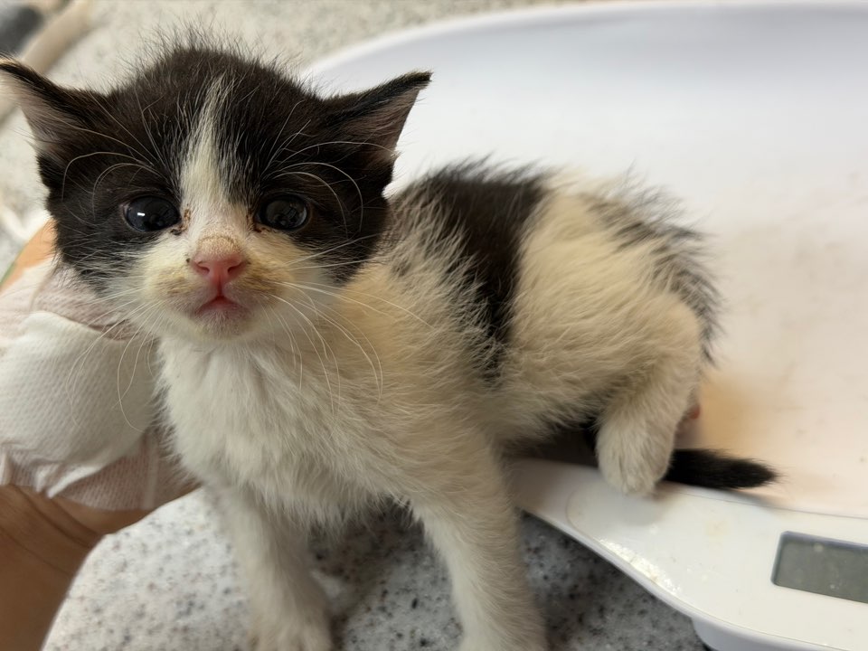 종료(기증) 한국 …