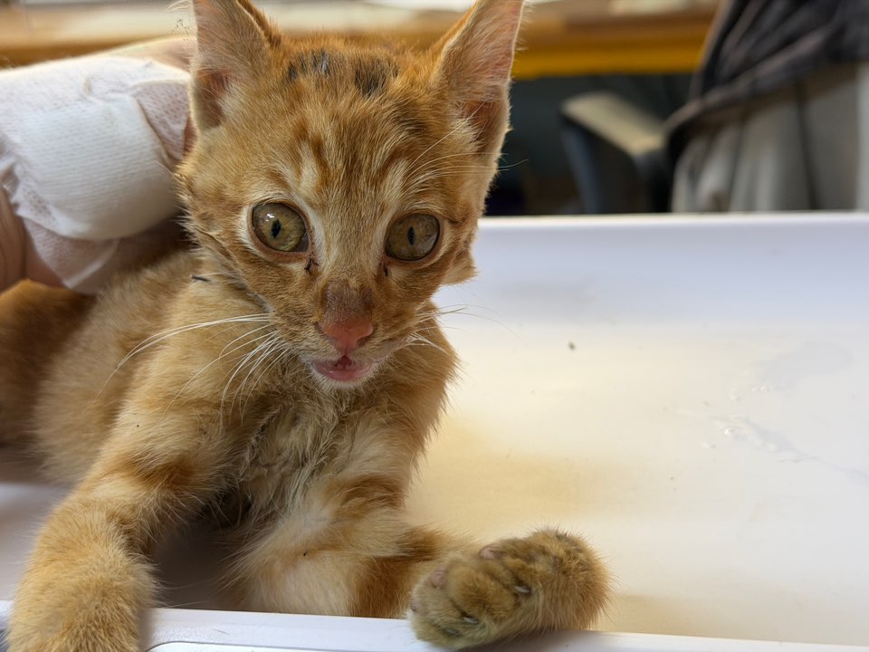 종료(자연사) 한국…