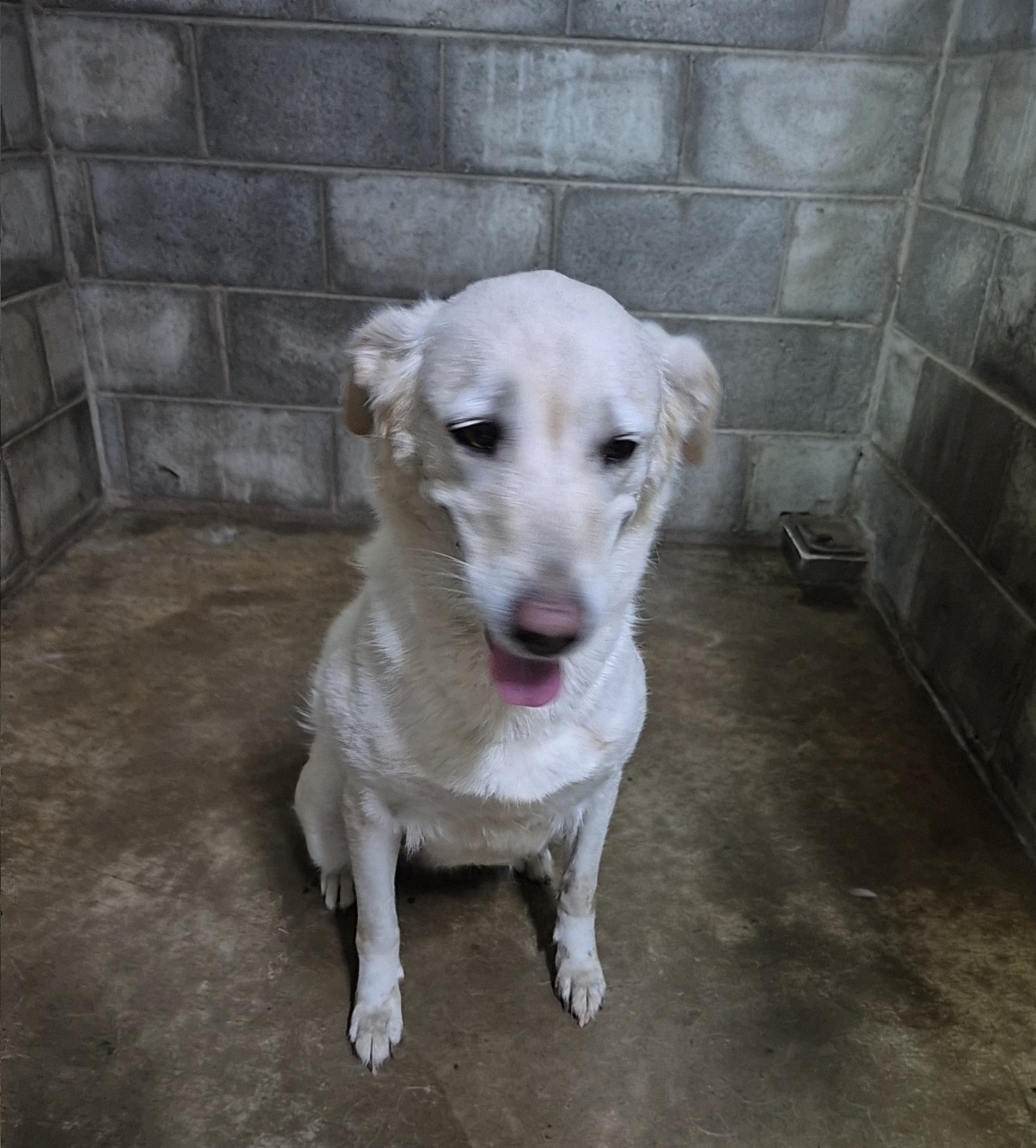 군산유기동물보호센터_445467202502082