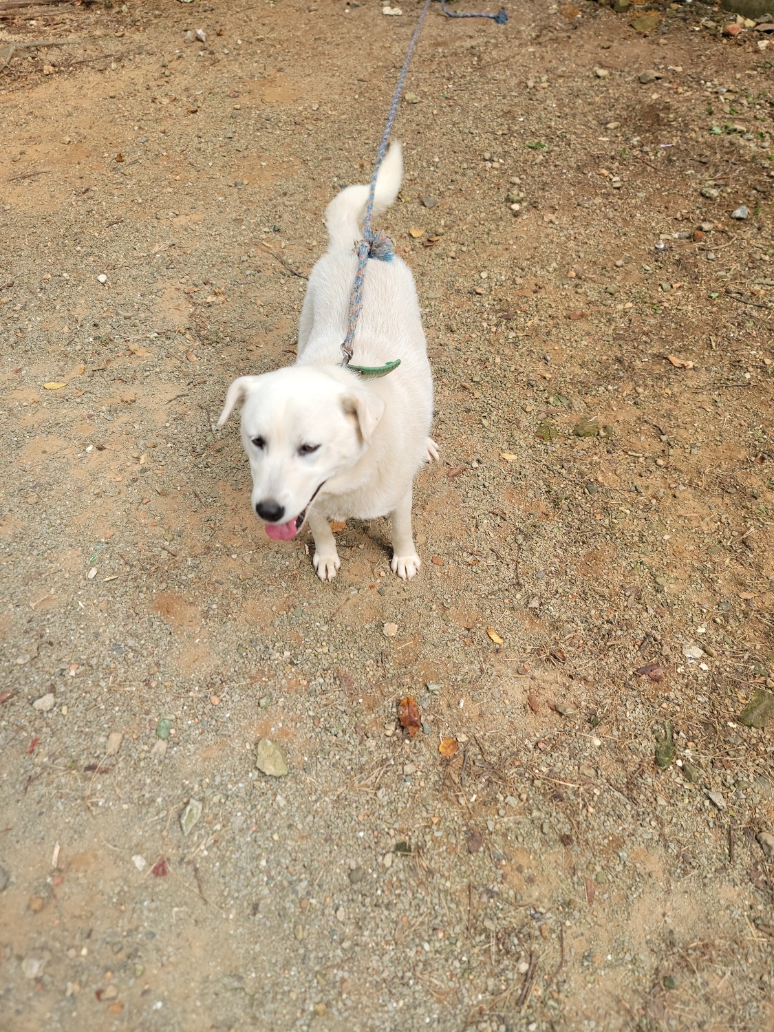 종료(반환) 믹스견…