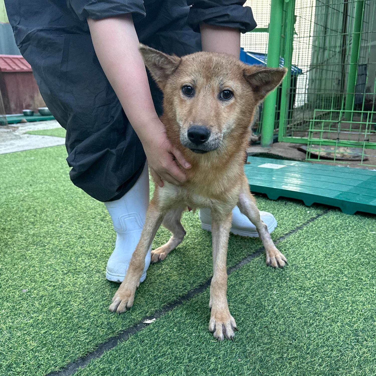 보호중 믹스견의 가…