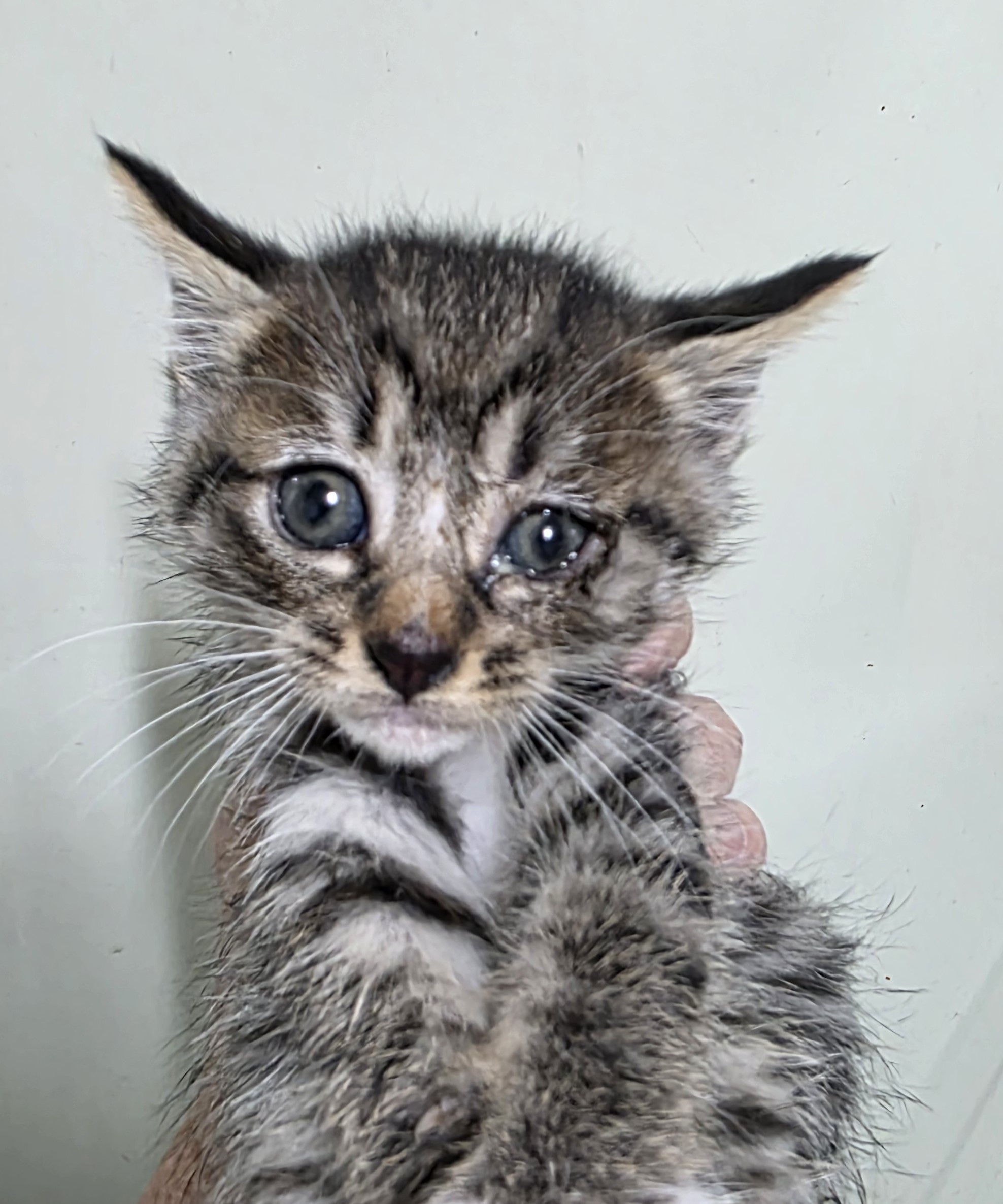 종료(입양) 믹스묘…