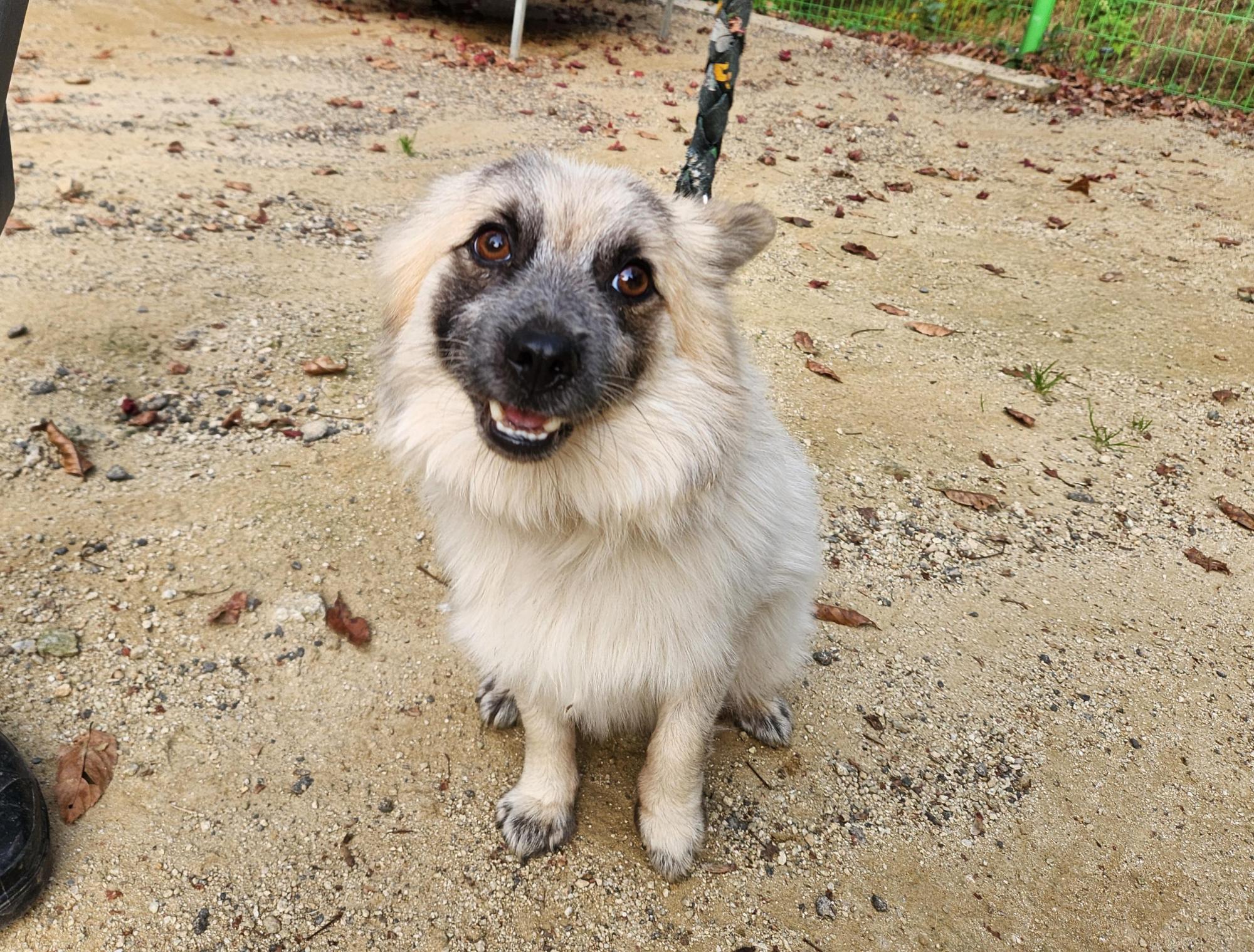 종료(기증) 믹스견…