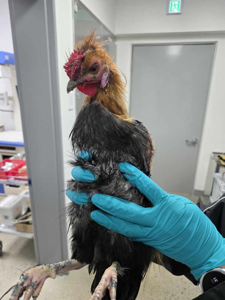 반려동물보호센터_443571202502941