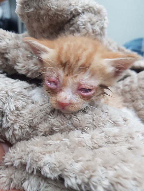 종료(입양) 한국 …