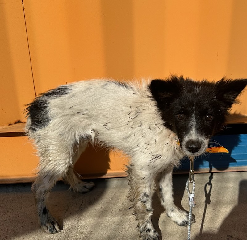 광양시 임시보호소_446484202500798