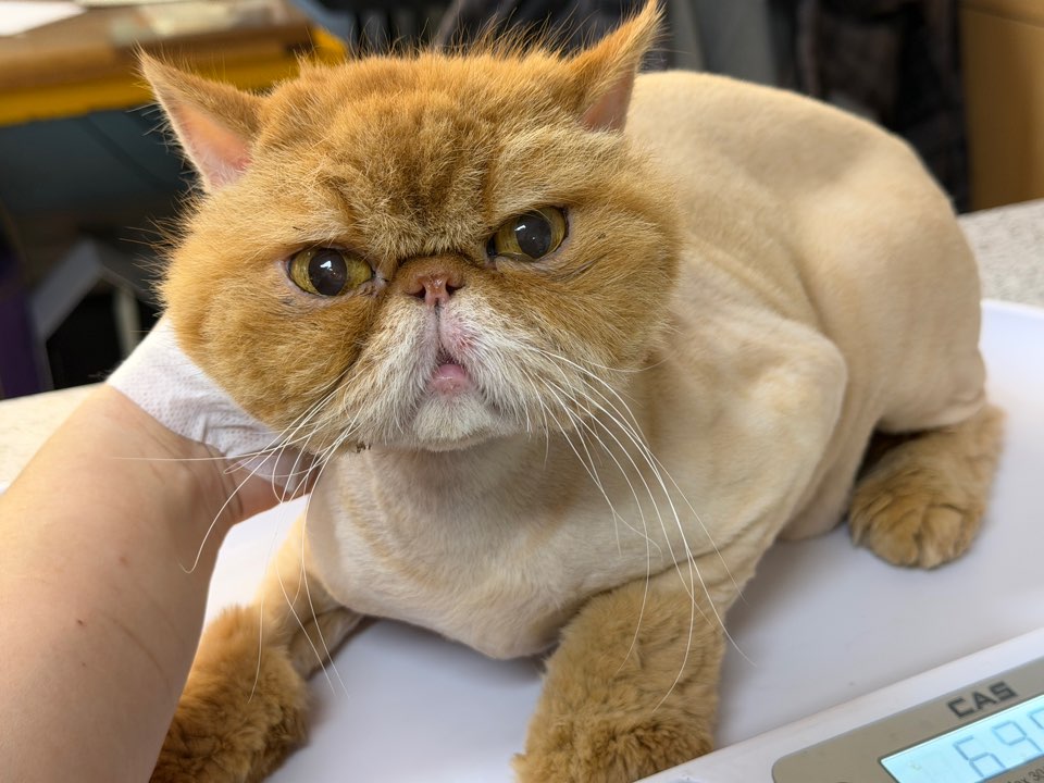 광주동물보호센터_429360202500700