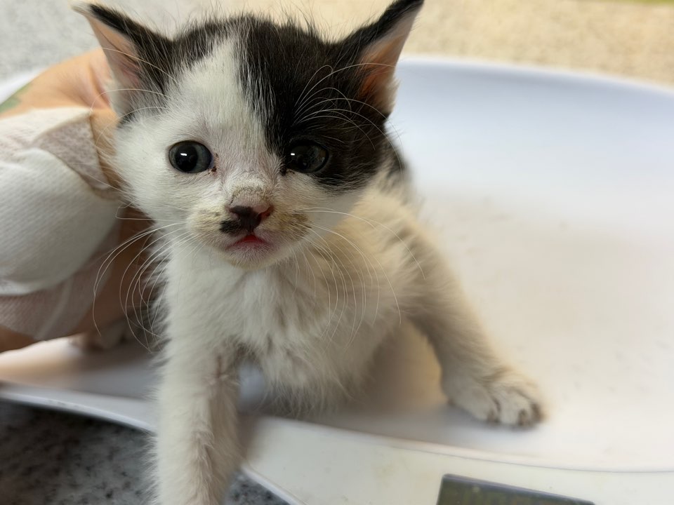 종료(기증) 한국 …