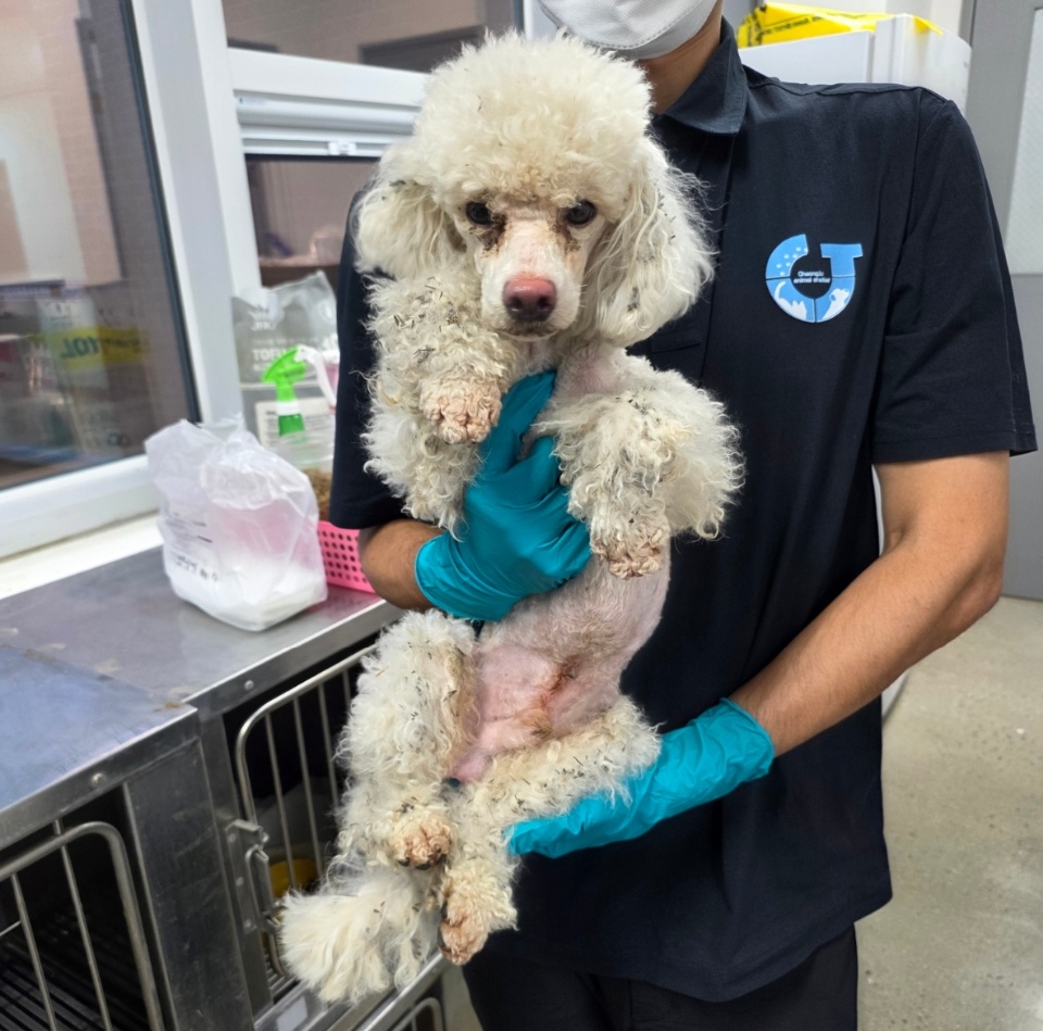 보호중 푸들의 가족…