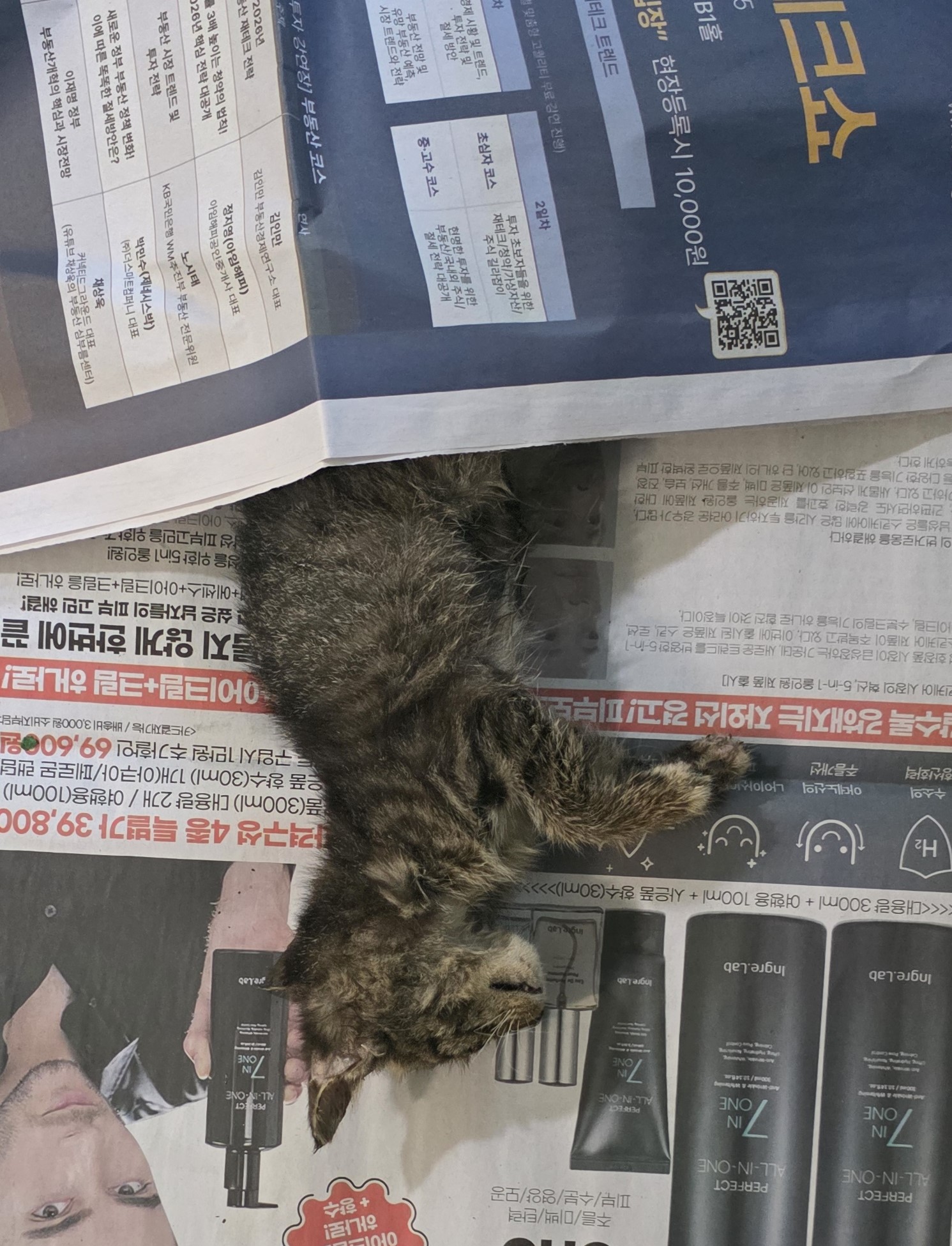 대구유기동물보호협회_427347202500903