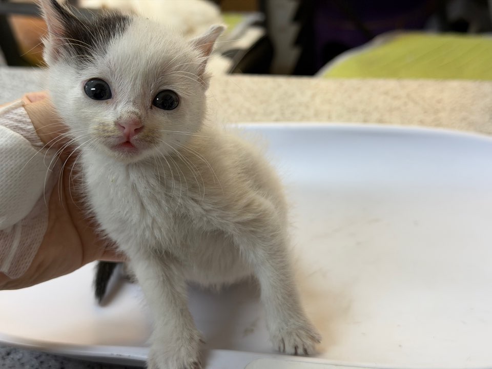 광주동물보호센터_429361202500650