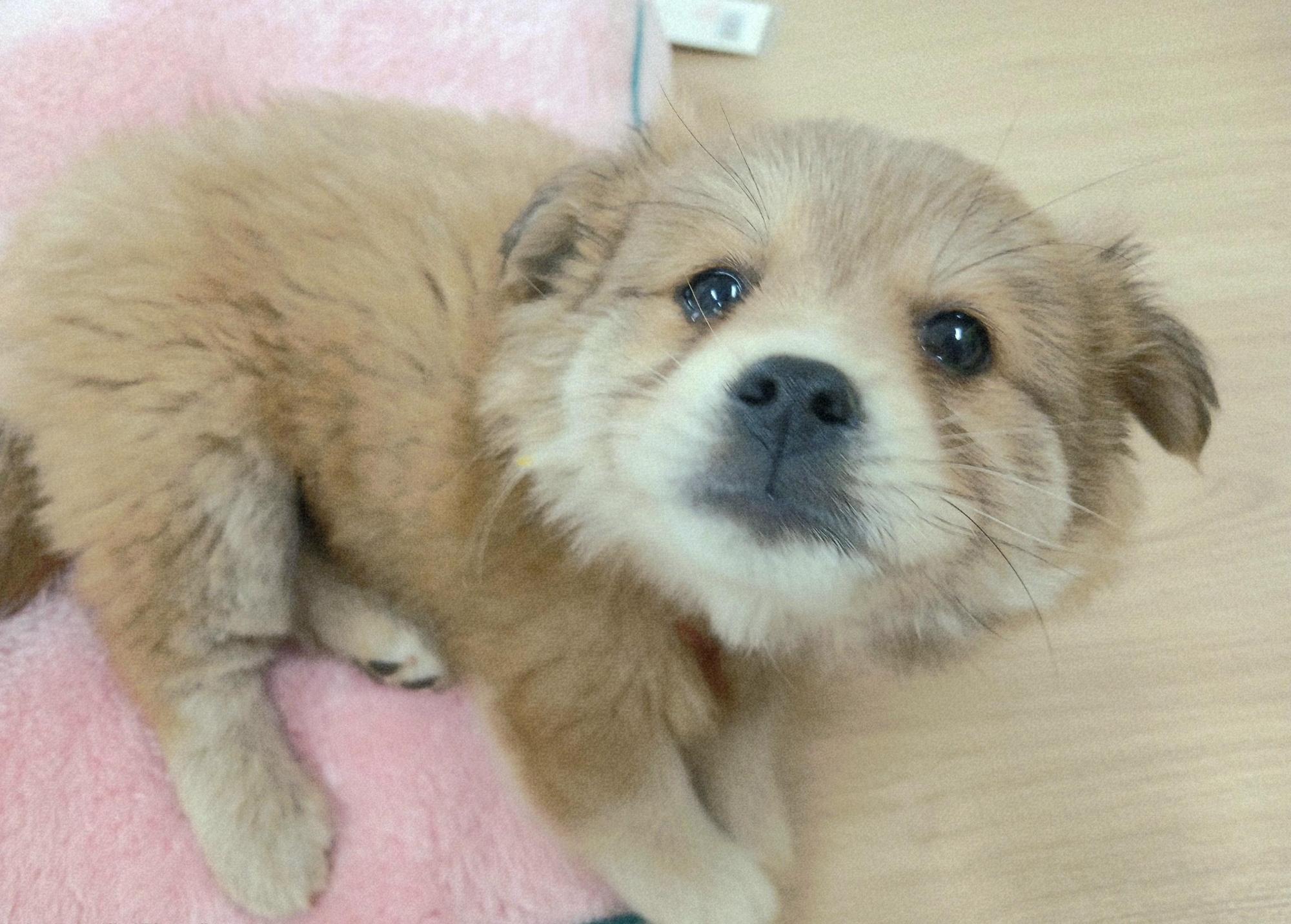 종료(입양) 믹스견…