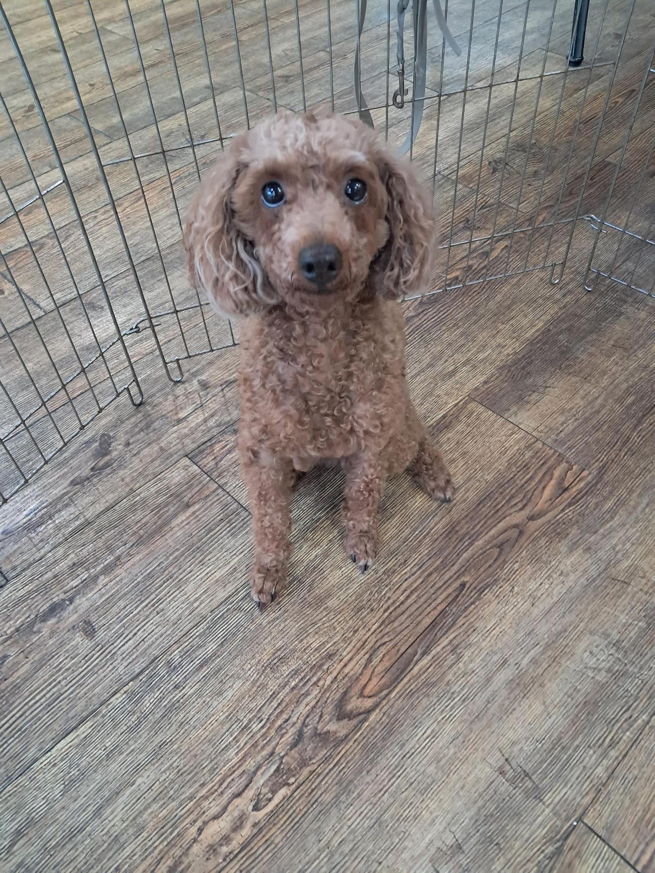 보호중 푸들의 가족…