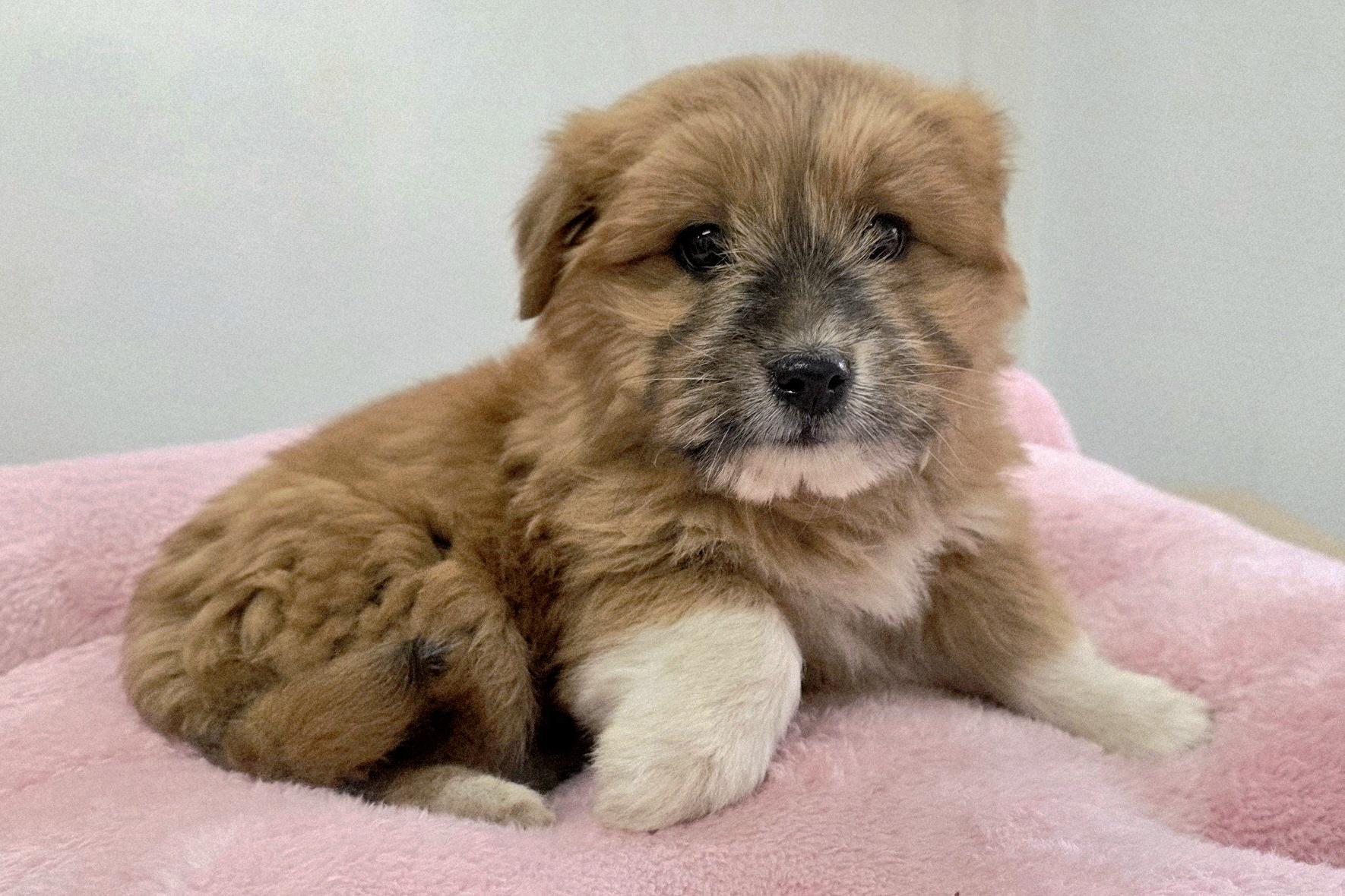 보호중 믹스견의 가…