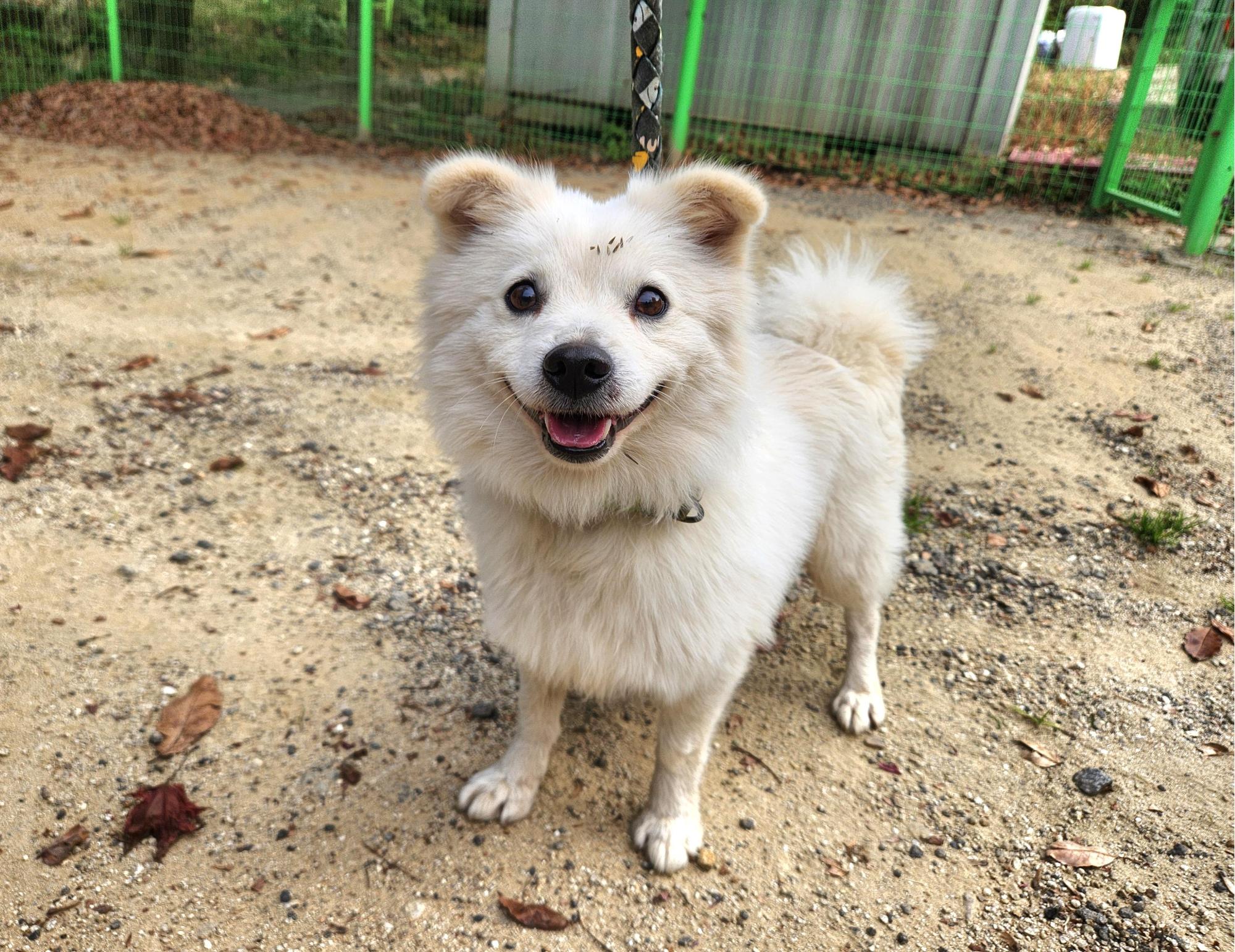 광주TNR동물병원초월_441554202501681