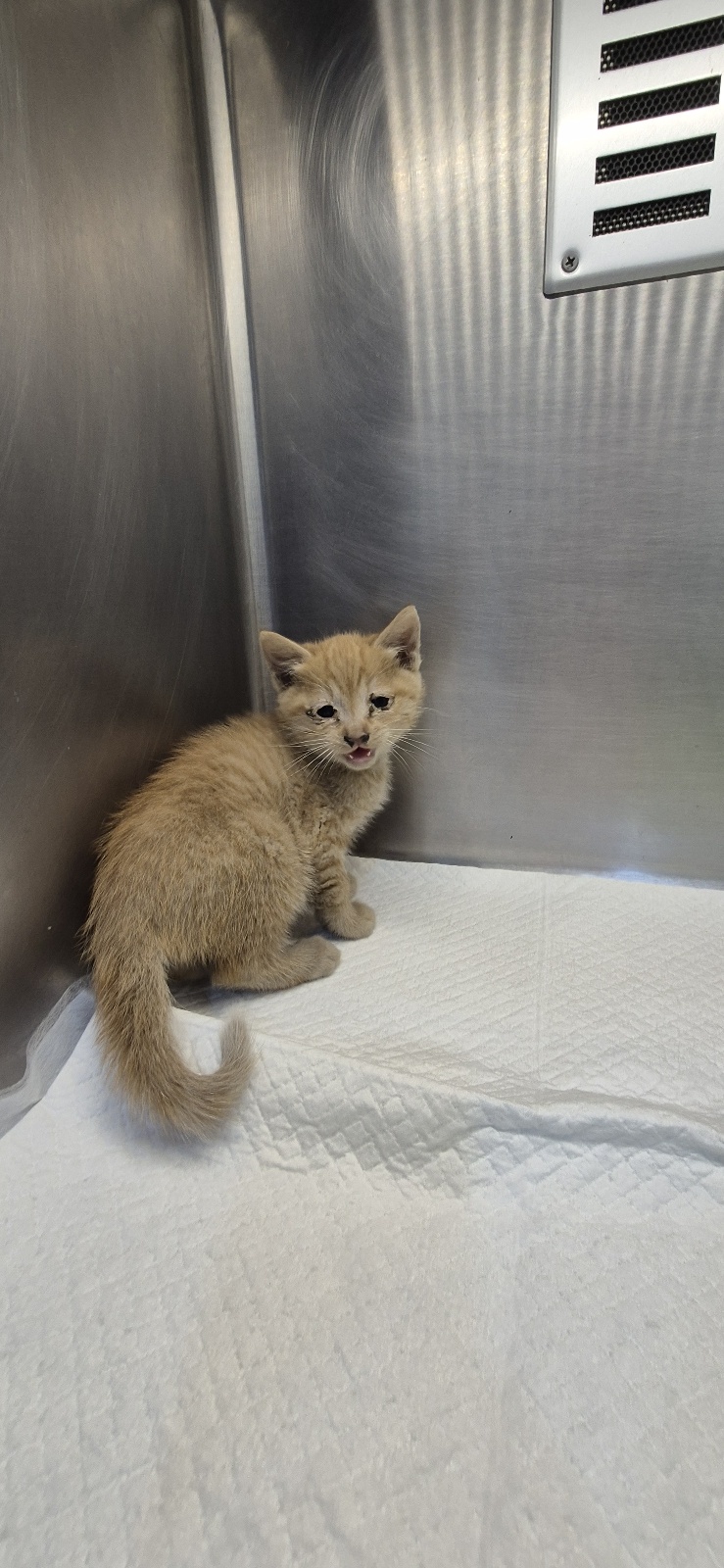 스마일동물병원_431370202500855