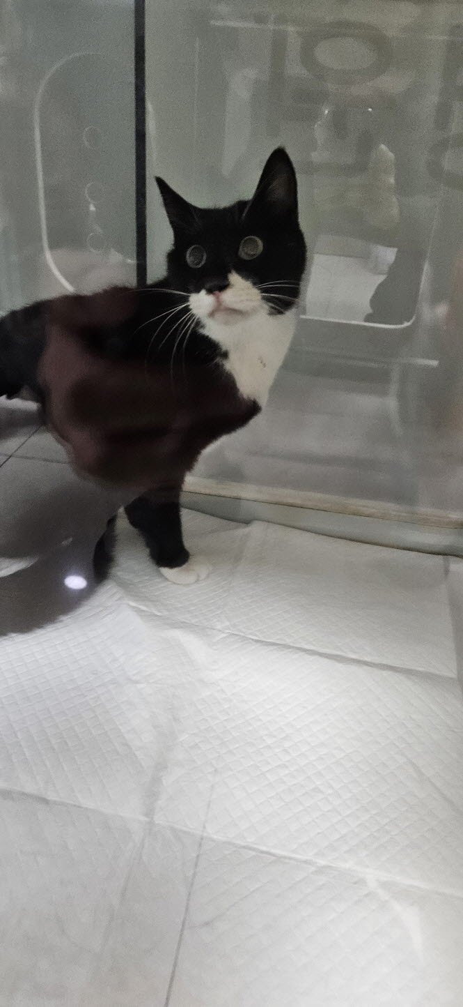 보호중 한국 고양이…