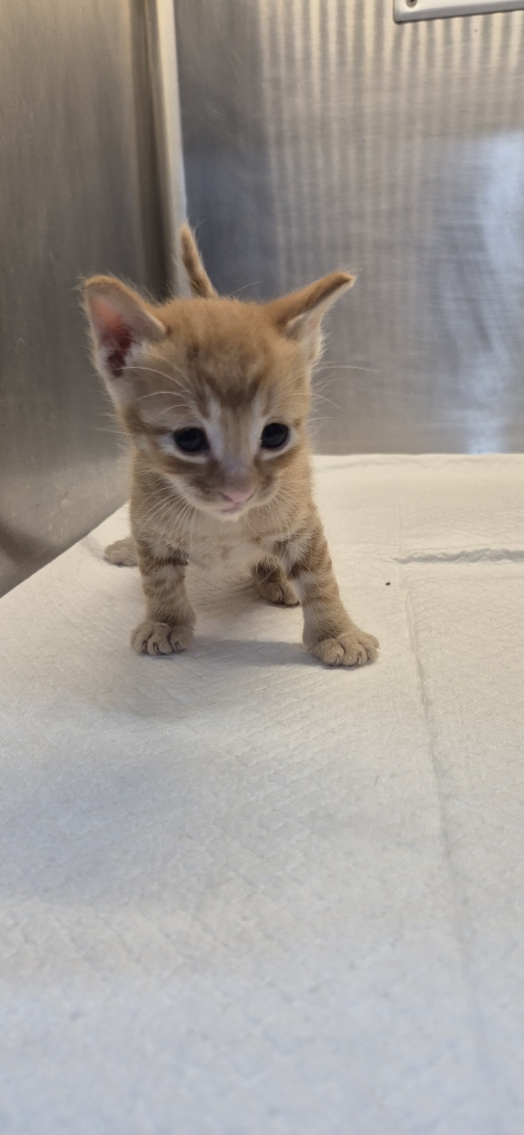 종료(입양) 한국 …